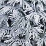 ΔΕΝΤΡΟ ΧΙΟΝΙΣΜΕΝΟ SNOWBELLE MIXED 240cm (600-30743)